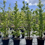 Ambrovník styraxový (Liquidambar styraciflua) - výška 280-300 cm, kont. C70L - VIACKMENNÝ